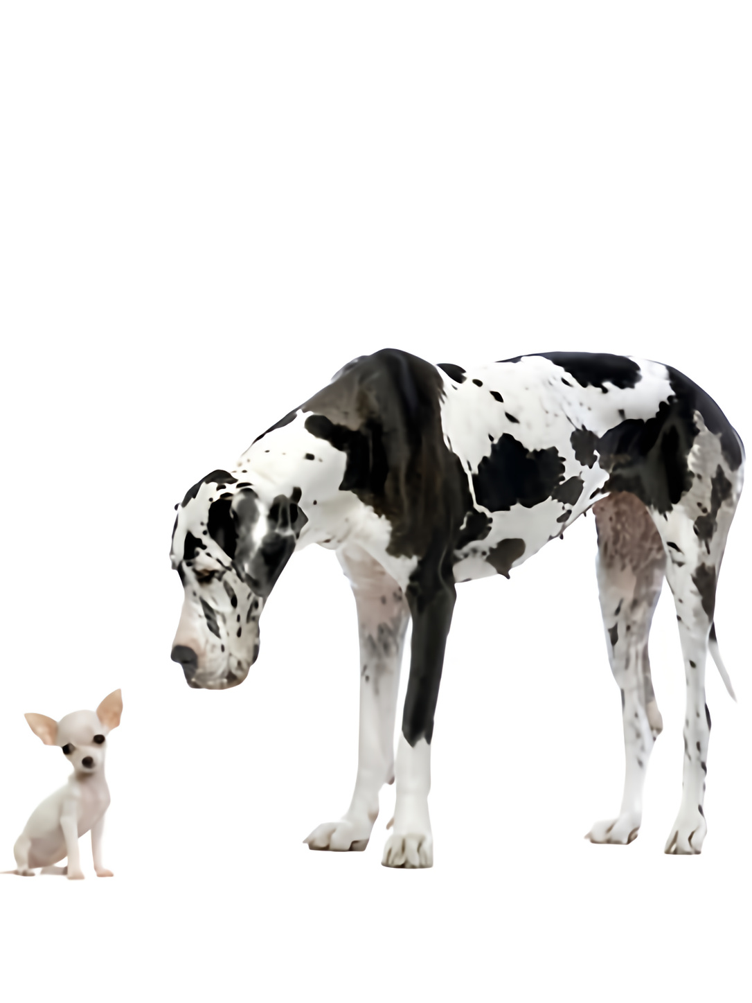 A large Great Dane stands beside a very small dog.